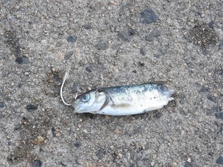 DSCN4809.jpg