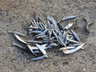 DSCN4905.jpg