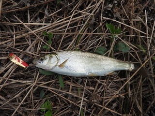 DSCN4993.jpg