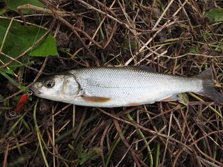 DSCN5004.jpg