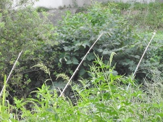 DSCN5526.jpg