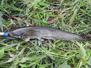 DSCN5532.jpg