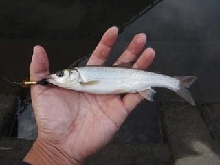 DSCN5669.jpg