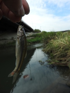 DSCN5701.jpg