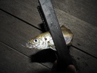 DSCN5965.jpg