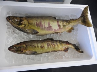 DSCN6671.jpg