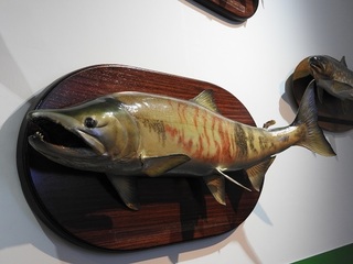 DSCN6697.jpg