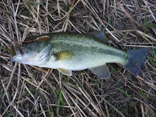 DSCN6718.jpg