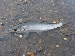 DSCN6918.jpg