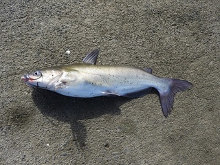 DSCN6979.jpg