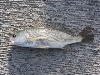 DSCN7434.jpg