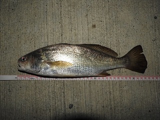 DSCN7535.jpg