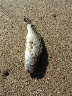 DSCN7546.jpg
