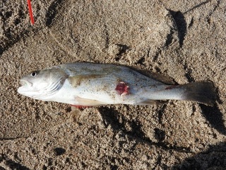 DSCN7557.jpg