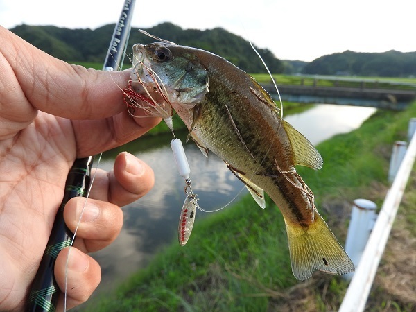 ブラックバス ブルーギル 釣りキチ マチャの 三平三平によろしく