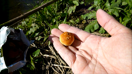 鯉釣りには チョコあ んぱん 最強説 釣りキチ マチャの 三平三平によろしく