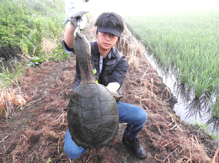マチャ カミツキガメ .png