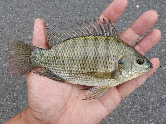 名古屋 荒子川の泉鯛 ティラピア釣り遠征】: 釣りキチ・マチャの『三平三平によろしく』